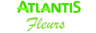 Fleurs Atlantis E.Leclerc